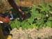 Lady Finger planting 26